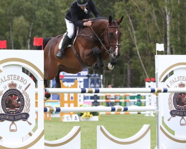 Springpferd Hunter (Schwedisches Warmblut, 2011, von Quintender 2)