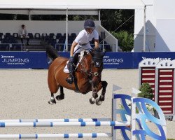 broodmare Surprise (Zangersheide riding horse, 2014, from Emerald van 't Ruytershof)