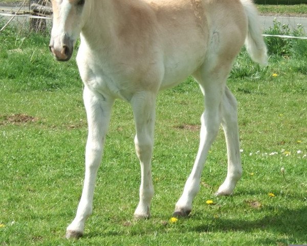 Zuchtstute Nobel Stella G (Haflinger, 2011, von Notre Beau)
