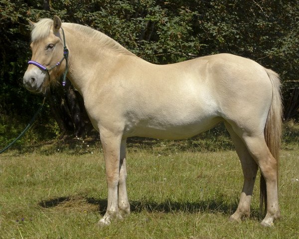 broodmare Lost Creek Chestry (Fjord Horse, 2019, from Tsjalle)