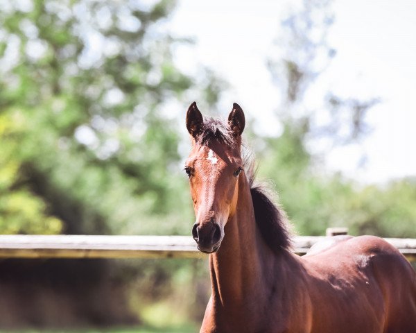 horse I‘m special Ingo SB (Westphalian, 2022, from I'm Special de Muze)