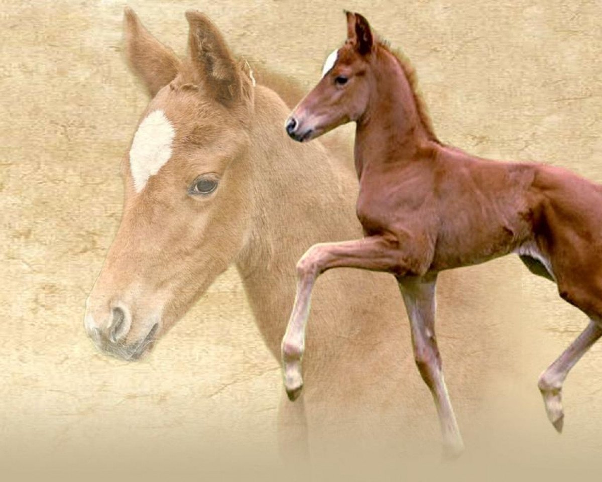 Pferd Donna Rosalia (Westfale, 2022, von Donier)