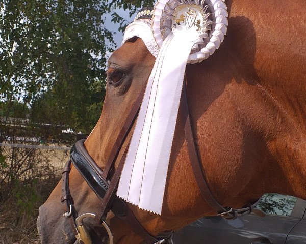 broodmare Fürstin LOH (Westphalian, 2014, from Fürst Larino)