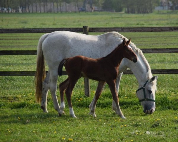 horse Lasse by Hannes (Holsteiner, 2022, from Lux Z)