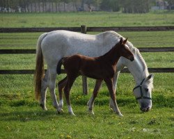 horse Lasse by Hannes (Holsteiner, 2022, from Lux Z)