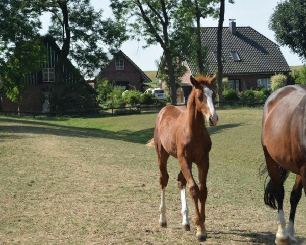 Pferd Arjen (Holsteiner, 2022, von Aristoteles V)
