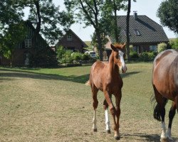 horse Arjen (Holsteiner, 2022, from Aristoteles V)