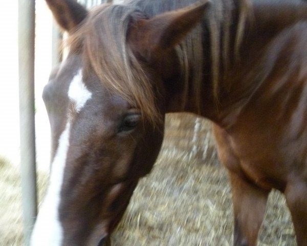 Pferd Shaziah (Arabisches Halbblut / Partbred, 2004, von Shagar)
