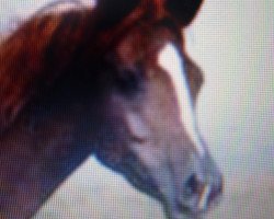 broodmare Nana EAO (Arabian purebred, 1971, from Tuhotmos 1962 EAO)