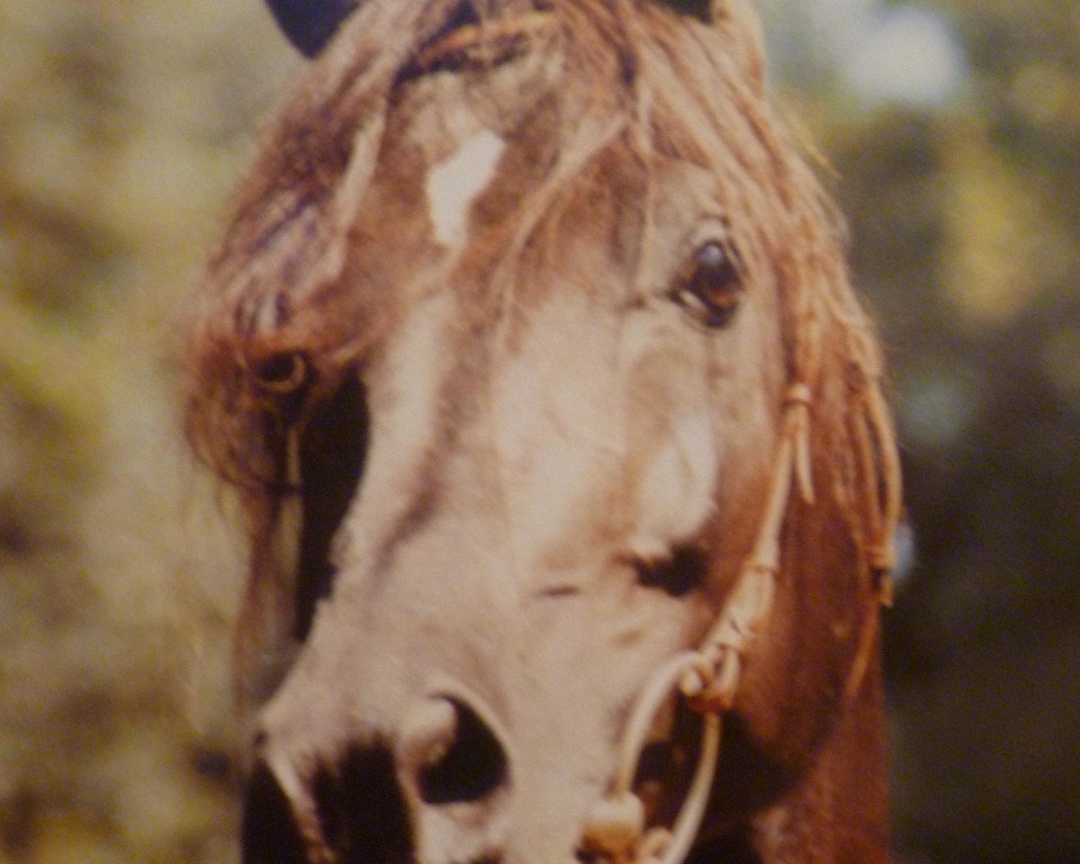 Deckhengst Ameen EAO (Vollblutaraber, 1978, von Kaisoon 1958 EAO)