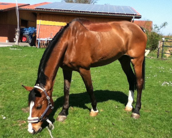 jumper Lepino (Holsteiner, 1994, from Linaro)
