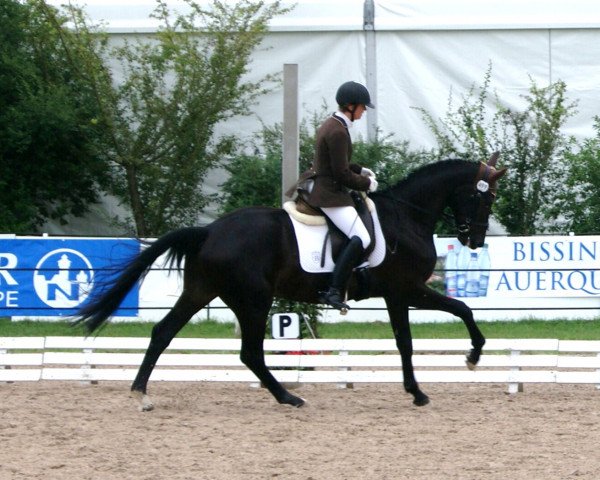 horse Montepulciano 6 (Bavarian, 2007, from Montepiano II)