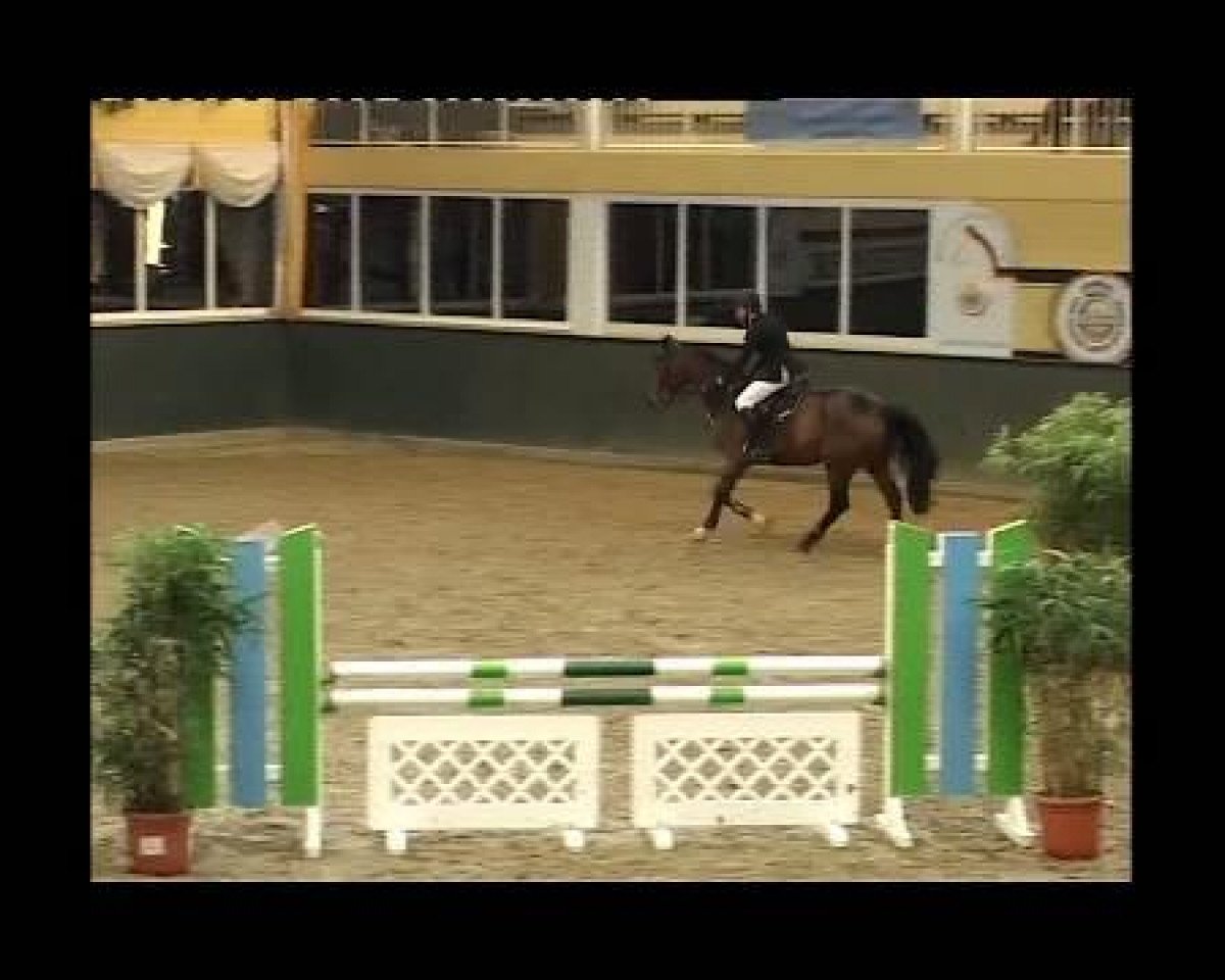 Springpferd Hilton 46 (Westfale, 2005, von Holland)