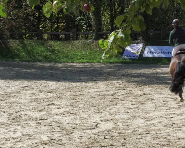 Reitturnier Walldorf/Winterheck 2022