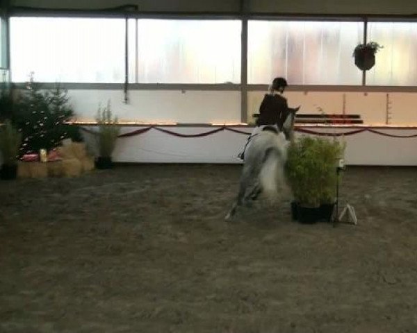 broodmare Selena 14 (Swedish Warmblood, 2002, from Camaro M)