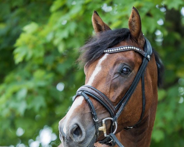 horse Zouel B (Rhinelander, 2018, from Zoom)