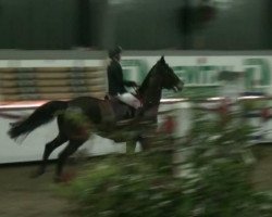 jumper Well Done (Holsteiner, 2006, from Nekton)