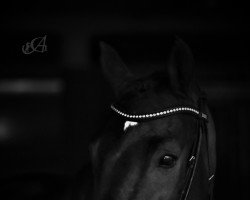 dressage horse Valerio 30 (Westphalian, 2016, from Veneno)