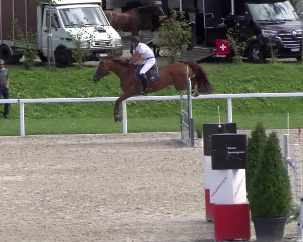 Reitturnier Bülach 2022
