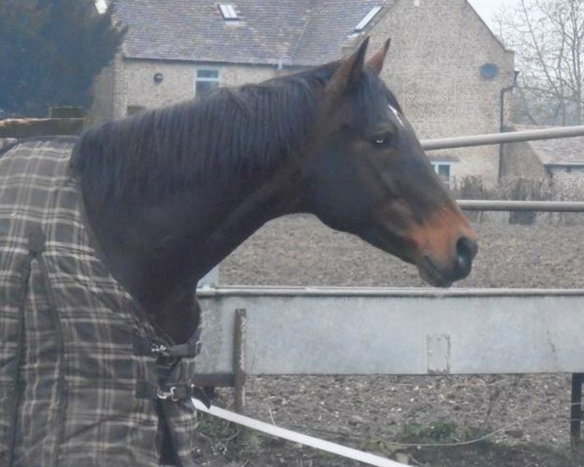 Deckhengst Zahran (Englisches Vollblut, 1991, von Groom Dancer xx)