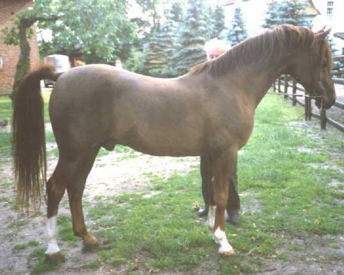stallion Nehros ox (Arabian purebred, 1968, from Zehros ox)
