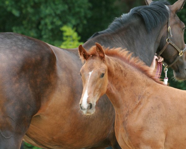 horse Carl (Holsteiner, 2022, from Clarimo Ask)
