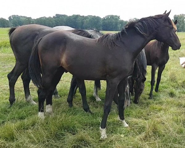 horse Captain Picard (Oldenburg, 2021, from Christ)