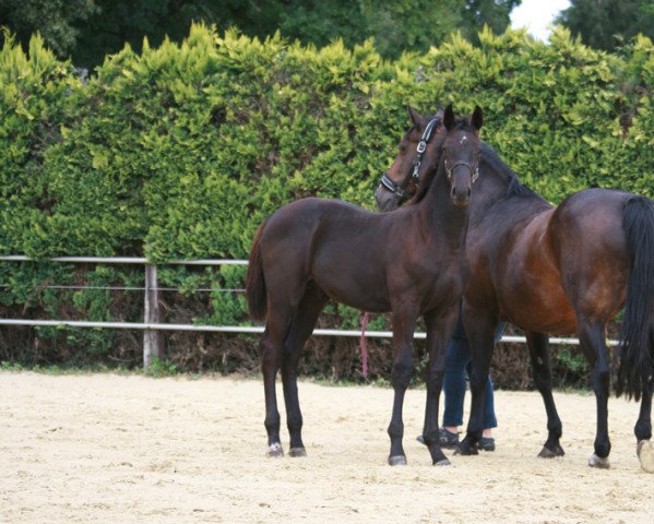 horse Dante (Westphalian, 2022, from Diamant de Semilly)