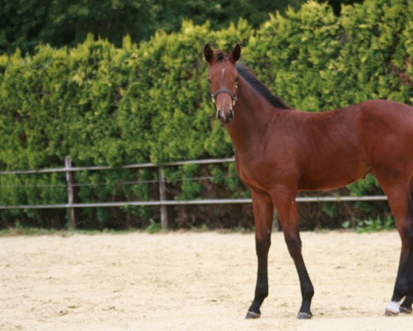 horse Henessy (Westphalian, 2022, from High Level 7)