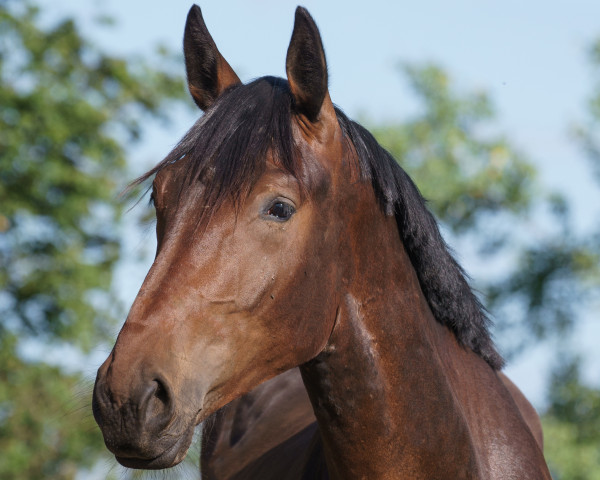 horse Leopold S (Hanoverian, 2020, from La Vie)