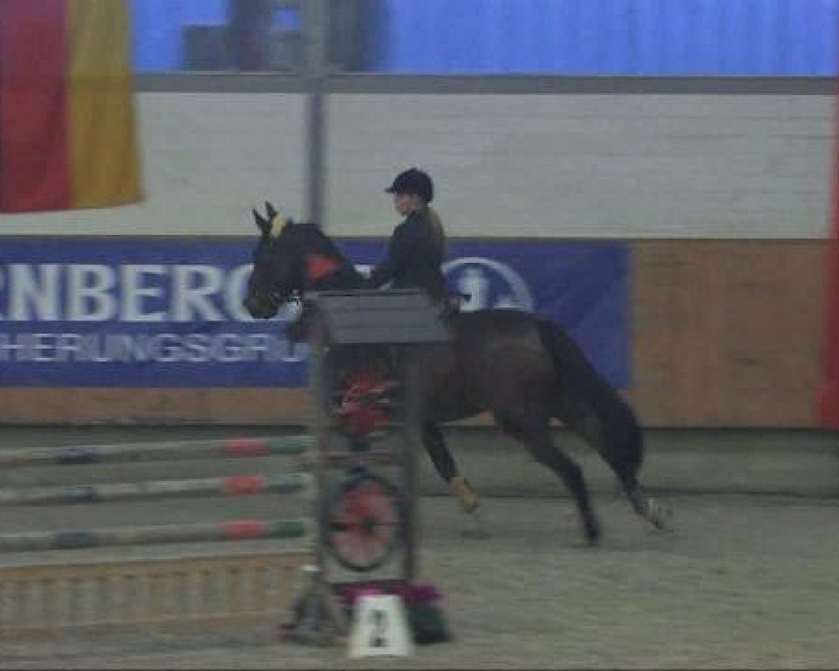 Pferd Nimmerland (KWPN (Niederländisches Warmblut), 1995, von Holland)
