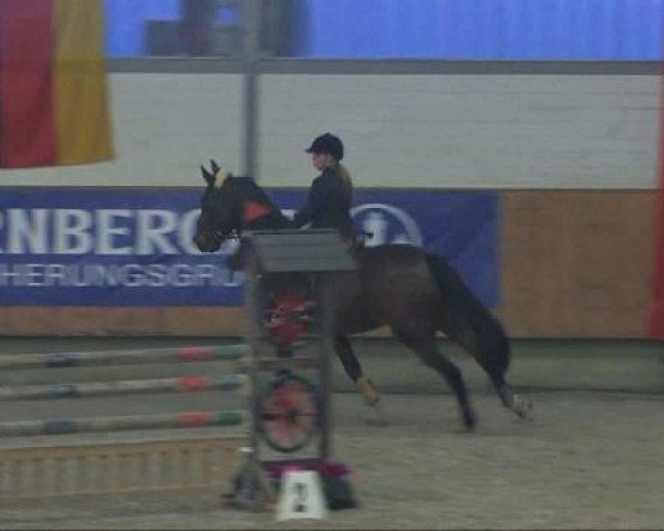 horse Nimmerland (KWPN (Royal Dutch Sporthorse), 1995, from Holland)