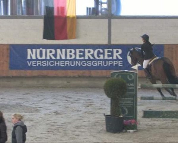 Springpferd A New Star (Westfale, 2005, von Albatros 86)