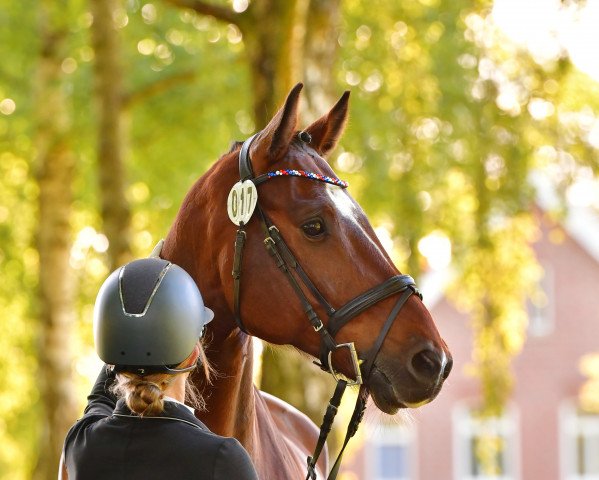 jumper Campino 537 (Holsteiner, 2012, from Catoo)
