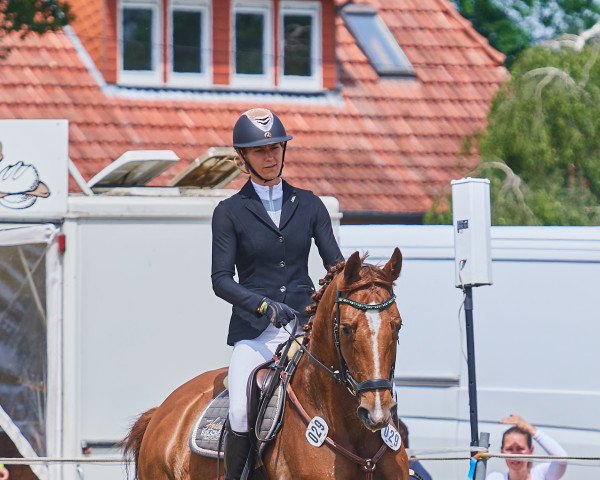 Springpferd Bottega Gold (Hannoveraner, 2012, von Bonard de Charry)