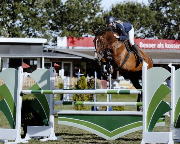 jumper Sia Cassinera (Hanoverian, 2015, from Stolzenberg) jumper Sia Cassinera (Hanoverian, 2015, from Stolzenberg)