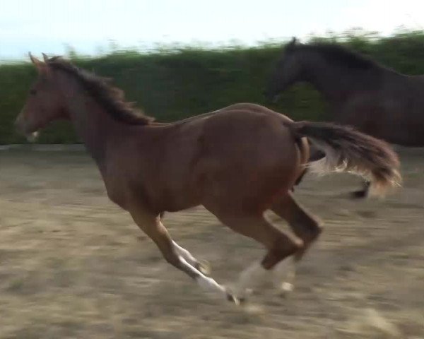 Video von Hengst von Cashmere / Balou du Rouet