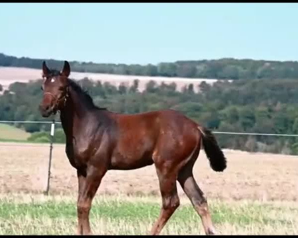 Video von For Magic