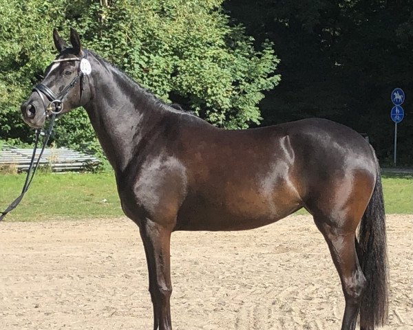 Zuchtstute Minerva Rosalie (Deutsches Reitpony, 2019, von Rob Roy van Het Klavertje)