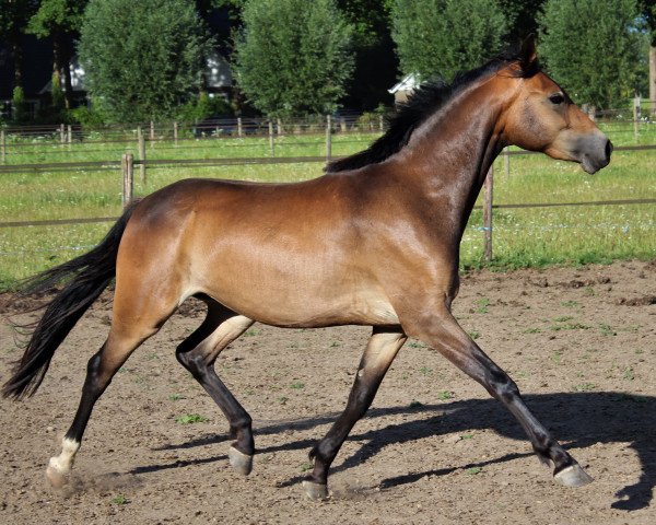 broodmare Hesselteichs Darya (Kleines Deutsches Pony, 2020, from HET Don´t forget me)