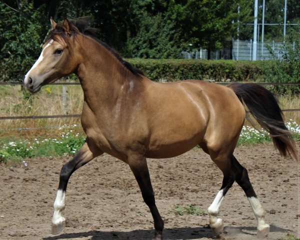 horse Pippins Parel (Nederlands Welsh Ridepony, 2020, from Cassanova du Bois)