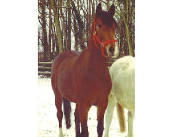 broodmare Bravissima (Oldenburg, 1992, from Calypso II)