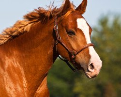 dressage horse Real Nice Lady (German Riding Pony, 2007, from Stukhuster Ricardo Go For Gold)