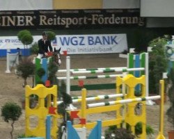 jumper Zizogga 2 (KWPN (Royal Dutch Sporthorse), 2004)