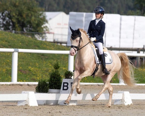Deckhengst Rheingolds Daily Pleasure (Deutsches Reitpony, 2016, von Rheingold)