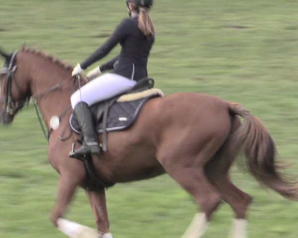 Reitturnier Müncheberg 2022