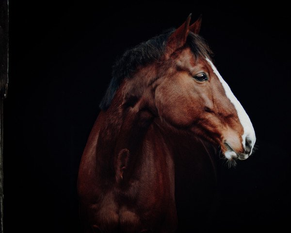 horse Dj. (German Sport Horse, 2010, from Drakdream)