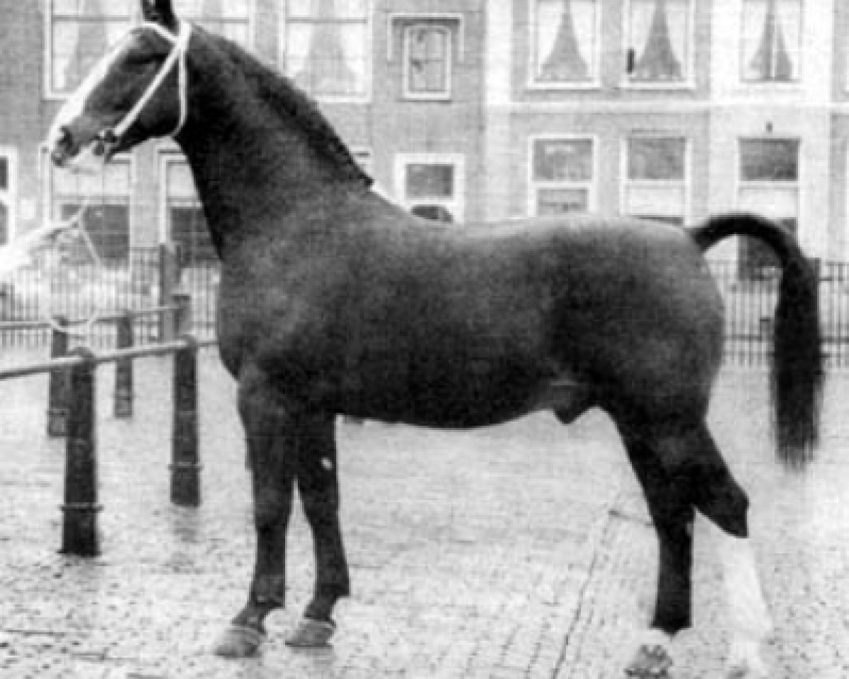 Deckhengst Sinaeda (Groninger, 1955, von Camillus)