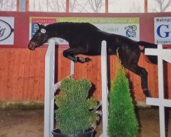 jumper Sambuca 64 (Oldenburg show jumper, 2008, from Stalypso)