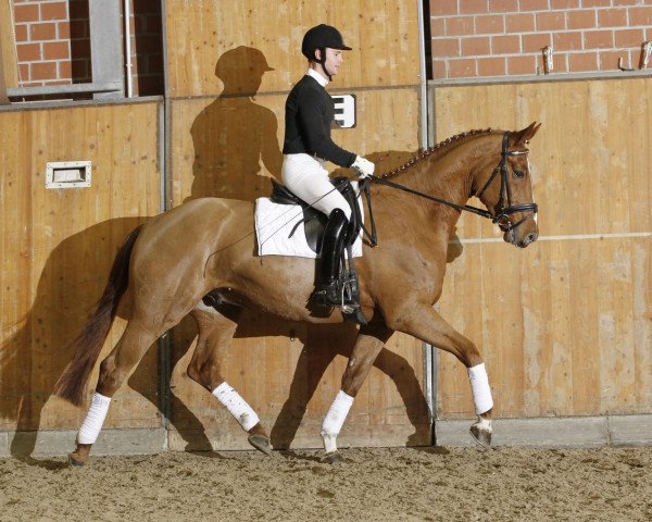 horse Doredo (Hanoverian, 2007, from Don Frederico)